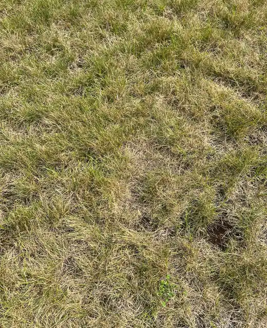 Before: thin, dry, patchy turf with bare soil showing